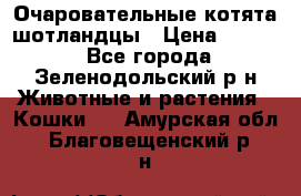 Очаровательные котята шотландцы › Цена ­ 2 000 - Все города, Зеленодольский р-н Животные и растения » Кошки   . Амурская обл.,Благовещенский р-н